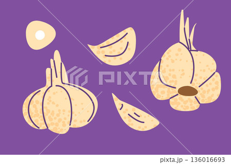 Garlic Set Illustration Garlic Set Illustration 136016693