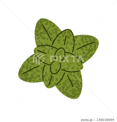 Mint Leaf Fresh Herb Illustration Mint Leaf Fresh Herb Illustration 136016694