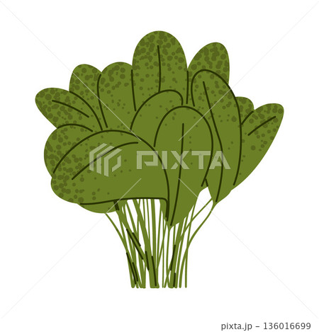 Spinach Leafy Greens Vegetable Illustration Spinach Leafy Greens Vegetable Illustration 136016699