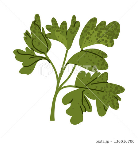 Parsley Herb Green Leaves Illustration Parsley Herb Green Leaves Illustration 136016700