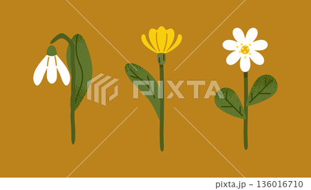Spring Wild Flowers Botanical Illustration Set 136016710