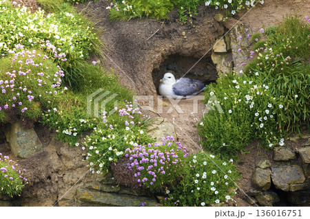 Northern Fulmar, Fulmarus glacialis in a nest 136016751