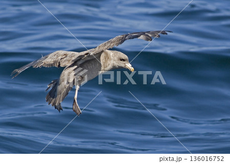 View of Northern Fulmar, Fulmarus glacialis landing at sea 136016752