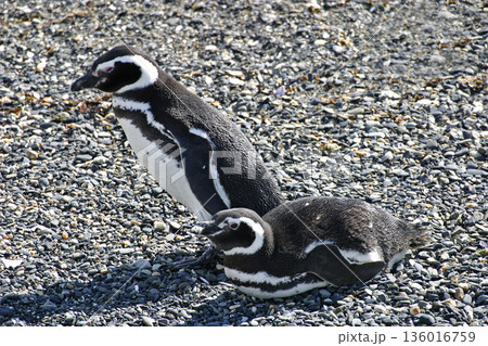 Pair of Magellanic Penguin, Spheniscus magellanicus, from Patagonia, Argentina Pair of Magellanic Penguin, Spheniscus magellanicus, from Patagonia, Argentina 136016759