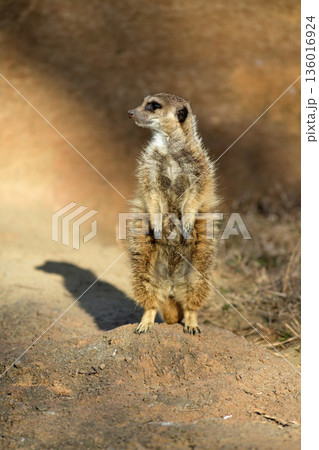 夕陽を受けて壁の前に立つミーアキャットは右を向く 夕陽を受けて壁の前に立つミーアキャットは右を向く 136016924