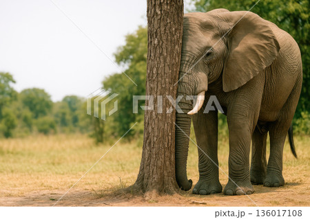 An elephant hides behind a tree in the savannah. An elephant hides behind a tree in the savannah. 136017108