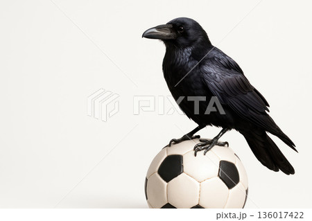 A black raven sits on a soccer ball. Space for text. A black raven sits on a soccer ball. Space for text. 136017422