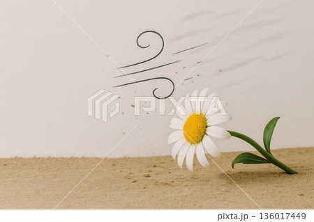 A falling daisy, resisting the wind. Space for text. 136017449