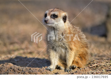 夕日の中ですわり観客を見るミーアキャット 136017695