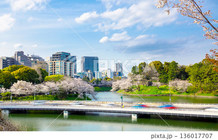春の東京・千鳥ヶ淵　満開の桜 136017707