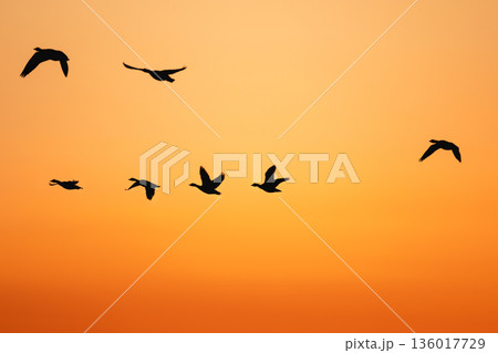 朝焼けの中の伊豆沼渡り鳥の飛び立ち 136017729