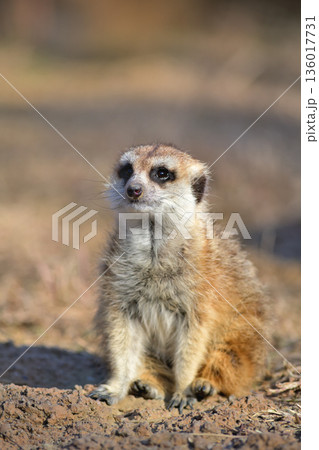地面にすわって遠くを眺めるミーアキャット 地面にすわって遠くを眺めるミーアキャット 136017731