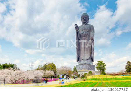 茨城県・牛久大仏と満開の桜 136017787