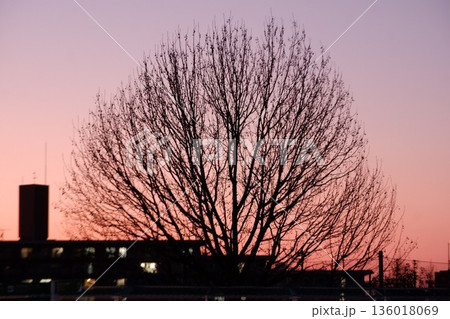 花園中央公園の夕焼け（大木のシルエット） 136018069