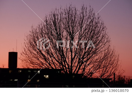 花園中央公園の夕焼け（大木のシルエット） 136018070