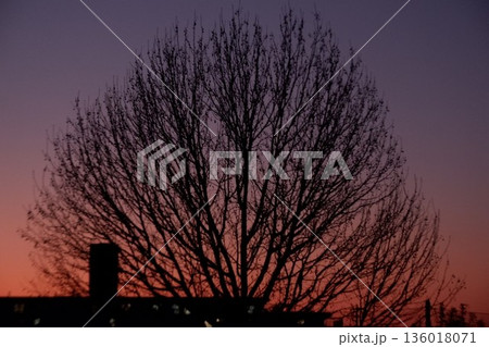 花園中央公園の夕焼け（大木のシルエット） 136018071