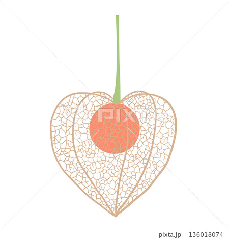 網ほおずき 136018074