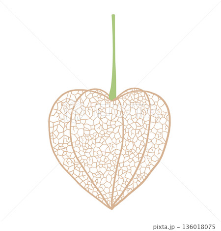 網ほおずき 136018075