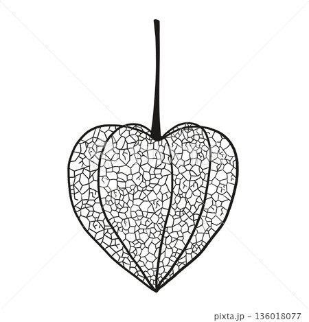 網ほおずき 136018077