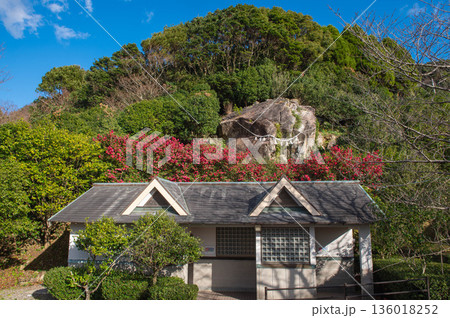 西平椿公園のサザンカと大岩さま 136018252