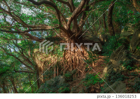 西平椿公園のアコウの木 西平椿公園のアコウの木 136018253