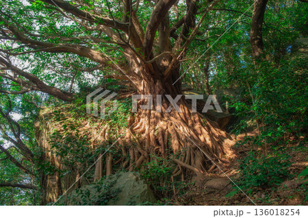 西平椿公園のアコウの木 西平椿公園のアコウの木 136018254