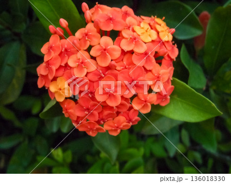 Close-up of Chinese ixora in the garden with green leaves. Flower and plant. 136018330