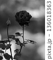 枯れた赤い薔薇の花 136018363