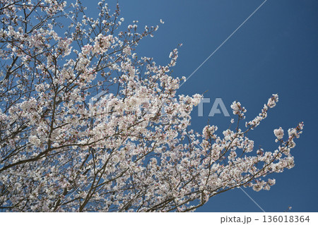 桜（ソメイヨシノ）Cherry Blossom 136018364