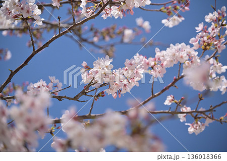 桜(ソメイヨシノ)Cherry Blossom 桜(ソメイヨシノ)Cherry Blossom 136018366