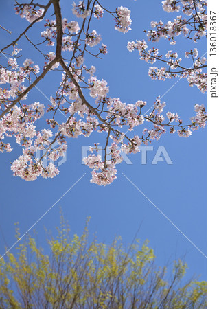 桜（ソメイヨシノ）Cherry Blossom 136018367