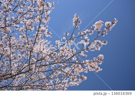 桜（ソメイヨシノ）Cherry Blossom 136018369