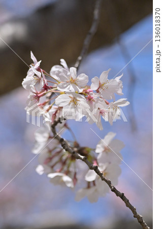 桜（ソメイヨシノ）Cherry Blossom 136018370