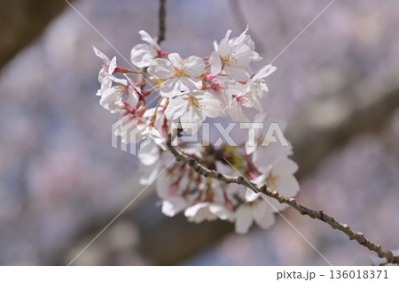 桜（ソメイヨシノ）Cherry Blossom 136018371