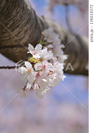 桜(ソメイヨシノ)Cherry Blossom 桜(ソメイヨシノ)Cherry Blossom 136018372
