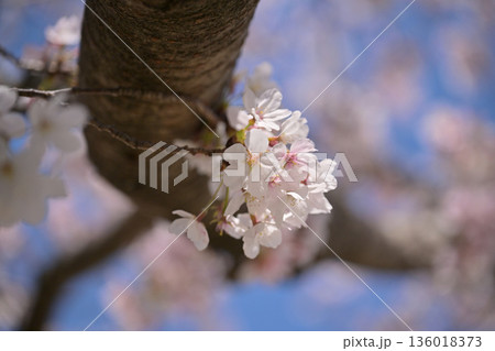 桜(ソメイヨシノ)Cherry Blossom 桜(ソメイヨシノ)Cherry Blossom 136018373
