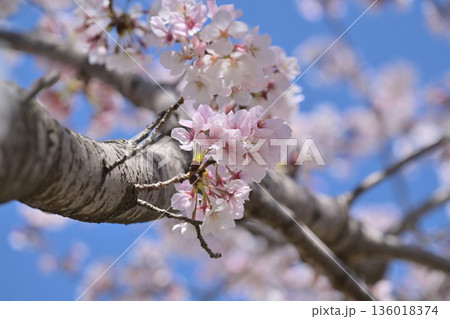 桜（ソメイヨシノ）Cherry Blossom 136018374