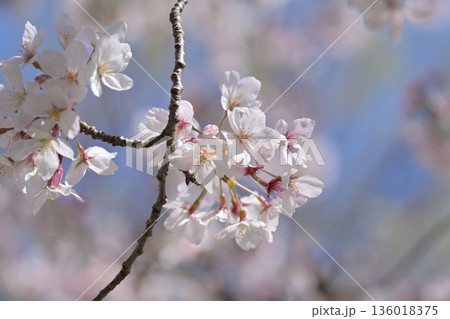 桜（ソメイヨシノ）Cherry Blossom 136018375