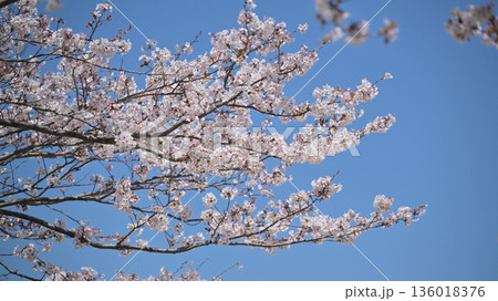 桜（ソメイヨシノ）Cherry Blossom 136018376