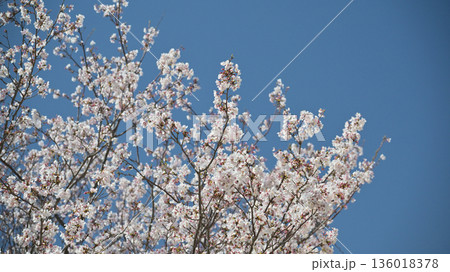 桜（ソメイヨシノ）Cherry Blossom 136018378