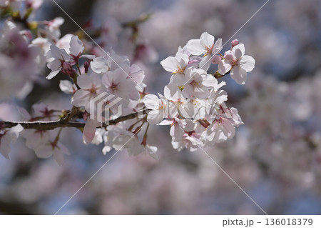 桜（ソメイヨシノ）Cherry Blossom 136018379