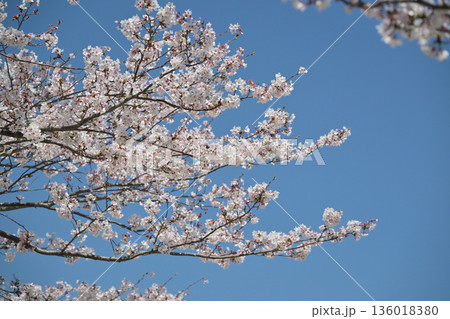 桜（ソメイヨシノ）Cherry Blossom 136018380