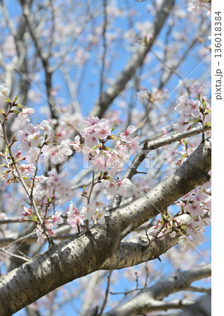 桜（ソメイヨシノ）Cherry Blossom 136018384