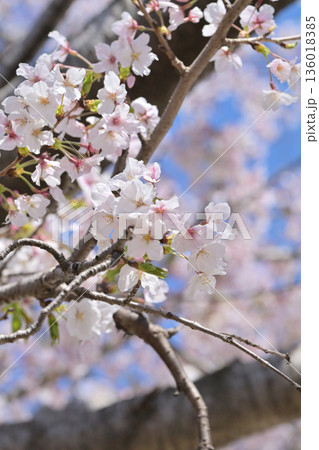 桜（ソメイヨシノ）Cherry Blossom 136018385