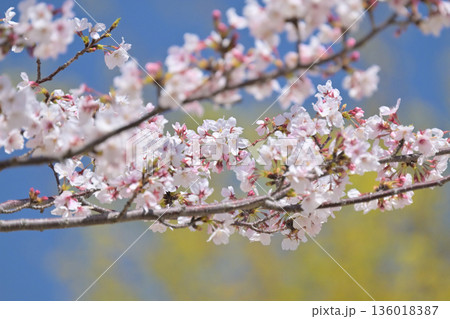 桜（ソメイヨシノ）Cherry Blossom 136018387
