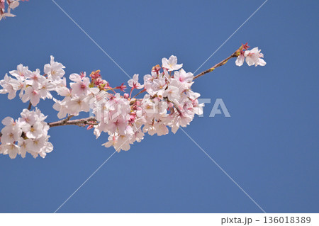 桜（ソメイヨシノ）Cherry Blossom 136018389