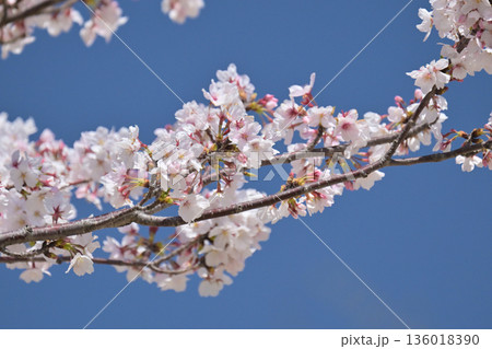 桜(ソメイヨシノ)Cherry Blossom 桜(ソメイヨシノ)Cherry Blossom 136018390