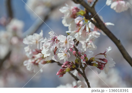 桜(ソメイヨシノ)Cherry Blossom 桜(ソメイヨシノ)Cherry Blossom 136018391