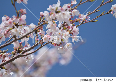 桜(ソメイヨシノ)Cherry Blossom 桜(ソメイヨシノ)Cherry Blossom 136018392