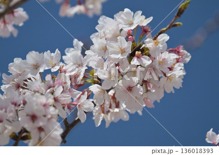 桜（ソメイヨシノ）Cherry Blossom 136018393